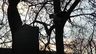 Cat at Dawn