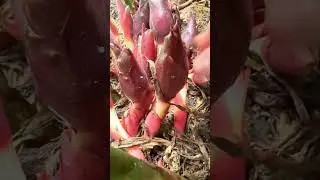 Picking water chestnuts#agriculture#rural life#farming#planting #naturallife#garden#Harvesting