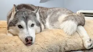 Is Kira Sick? Why You Should Always Trust Your Gut As A Pet Parent