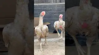 Top linage breeders parrot beak long tail aseel #viralshort #aseelmurga #parrotbeak #youtube