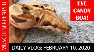 EYE OF THE PARADIGM BLOOD BOA! Feb 10, 2020