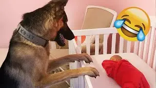 Funny and clever animal video clips 🙀 A compilation of the funniest moments of dogs 🤣