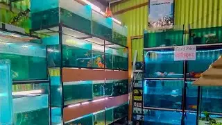 কম দামে একুরিয়াম এবং রঙিন মাছের সেরা কালেকশন!! 
