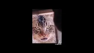 #foryou #best #funny #skippitypaps #compilation 5