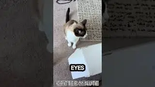 Кошки породы сноу-шу &mdash; самые милые