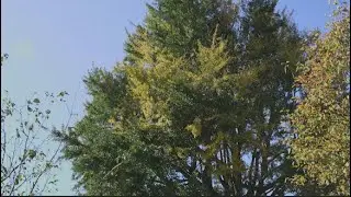 Top 10 Trees On Villanova's Campus
