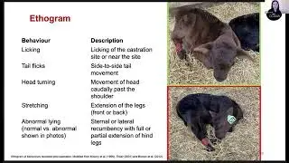 Pain Control for the Castration of Newborn Bull Calves by Elastration - Mariah Crevier