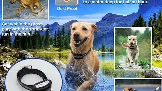 STOP Your Dog Escaping! Electric Wireless Dog Fence System Review & Setup for 2 Dogs