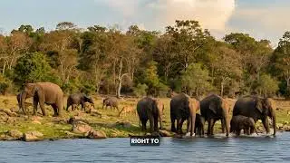 Gal Oya, Sri Lanka | Wildlife, Lakes & Untouched Nature