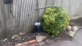 A quick garden tidy up. 