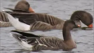 Tundra Bean best video