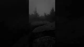 🖤✨#aestheticshorts #darkaesthetic #AtmosphericVideo #ForestsMatter
