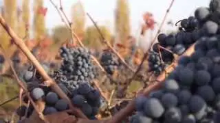 Vino Carmenere Premium Chileno -Vino Arte Sano