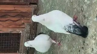 Breeder kalpara pair