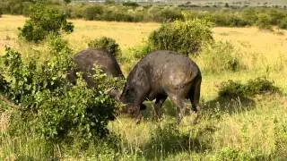 buffalo fight in Masai Mara