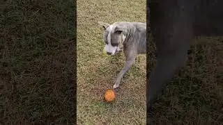Today's round of playing fetch. #fun #love #happiness #outdoors #dog #pitbull