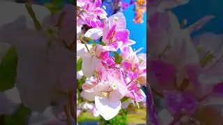 ID Sakura Ice Cream / Bougainvillea Garden / Flowers Bloom / Rare Collection / Tips&nbsp; / grafted