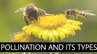 What is pollination and its types in urdu | what is pollination? | Types of pollination in urdu