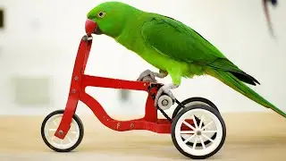 Awe Funny bird riding bike - Best Wild animals video compilation
