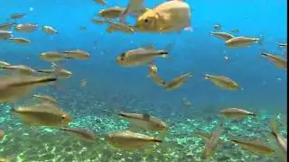 Comanches springs pupfish at Balmorhea State Park.