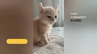 Funniest cats video hhh #cat #funny #instagram #subscribe #pets