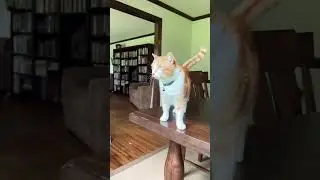 Cat on the dining room table