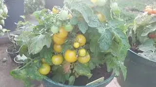 YELLOW BALCONI - Balkonska rajčica