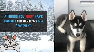 7 Things You Need In Order To Own A Siberian Husky In A Small Apartment!