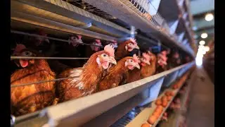 Nationwide avian flu outbreak hatches conspiracy theories