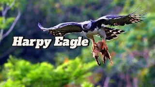 The harpy eagle is a large neotropical species of eagle, It is also called the American harpy eagle