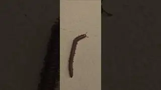 Little Millipede climbing up a wall.
