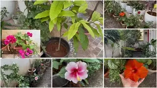 Garden Update For Season || Chicken Fry In Pressure Cooker || Breakfast || Gardens Overview #garden 