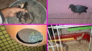 Abhi se Baby Chicks ko Dusra Jaga main rakhte hai | Pets Vlogs | Love Birds | Daily Routine 