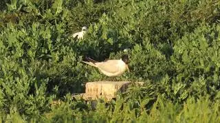 elegant tern