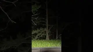 A man in Chambers County climbed a tree to avoid the bite of an alligator on Bird Rookery Lake.