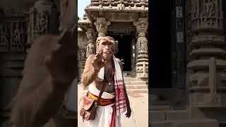 Monkey Ai Video Odia, odia monkey video