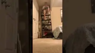 I'M SPIDERMAN #shorts #spiderman #memes #funny