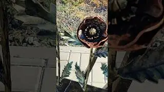 Кованые маки #кованыемаки#каменьпамяти#мемориал