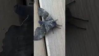 What a big moth