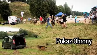 Owczarki Niemieckie - Pokaz Obrony | I Krajowa Wystawa w Racławicach