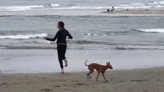Del Mar, CA Dog Beach- every dog breed imaginable!!!
