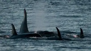 Baby Orca, J59, nursing (SRKW) off of  San Juan Island