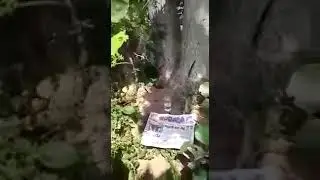 tella moduga Chettu