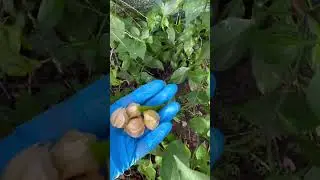 Ground Cherry Harvest - End of Season Up North