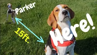 Improve Your Dogs Recall Response!🧍&zwj;♀️ 🐕