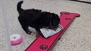 Cute Puppy Video Toby Mini Bernedoodle Puppy 