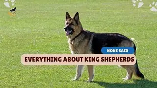A-Z Guide About King Shepherds (None Said About!) 👈 | Dog Breeds | Care | World of Dogz