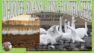 Whooper Swans & Pink-footed Geese #birds #nature