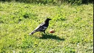 black and white crow
