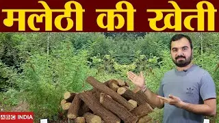 मुलेठी की खेती | Mulethi ki kheti | Mulethi farming in india | Malethi Plantation | मलेठी की खेती